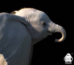 dumbo__character_design_by_michaelkutsche_dd4ffky-pre