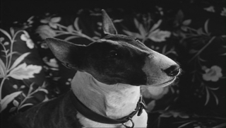 frankenweenie-014