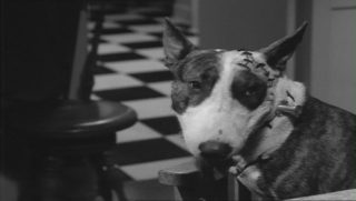 frankenweenie-108