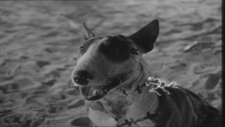 frankenweenie-169