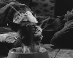 Frankenweenie1984-CourtMetrage-078