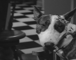 Frankenweenie1984-CourtMetrage-106