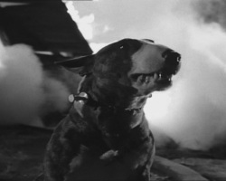 Frankenweenie1984-CourtMetrage-144