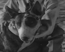 Frankenweenie1984-CourtMetrage-164