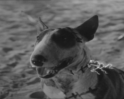 Frankenweenie1984-CourtMetrage-167