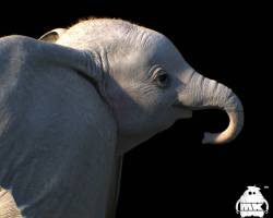 dumbo__character_design_by_michaelkutsche_dd4ffky-pre