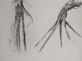 edward-scissorhands-croquis-022