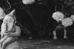 Frankenweenie1984-CourtMetrage-085