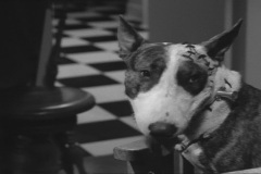 Frankenweenie1984-CourtMetrage-106