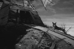 Frankenweenie1984-CourtMetrage-127