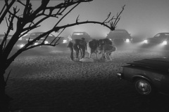 Frankenweenie1984-CourtMetrage-153