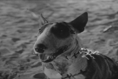 Frankenweenie1984-CourtMetrage-167