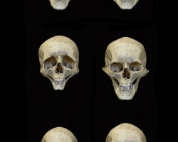 colin-shulver-skulls-1