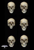 colin-shulver-skulls-1