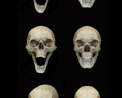 colin-shulver-skulls-2