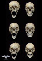 colin-shulver-skulls-2