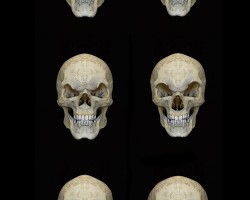 colin-shulver-skulls-3