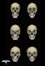 colin-shulver-skulls-3